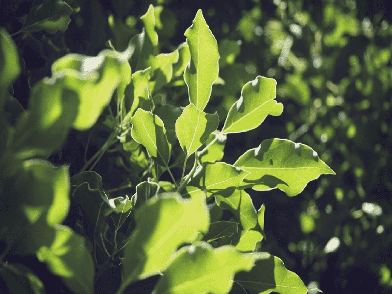 <strong>左侧巧囊 试管（泰国试管宝妈费用）</strong>